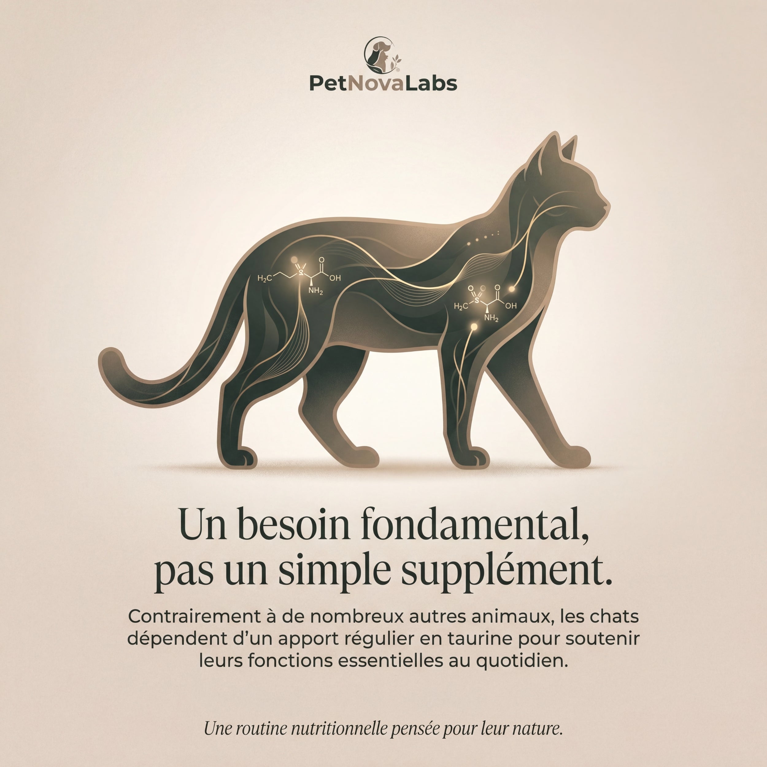 Bouchées Taurine Essentielle | PetNovaLabs